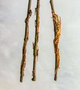 By January, roots had formed on many of the branches